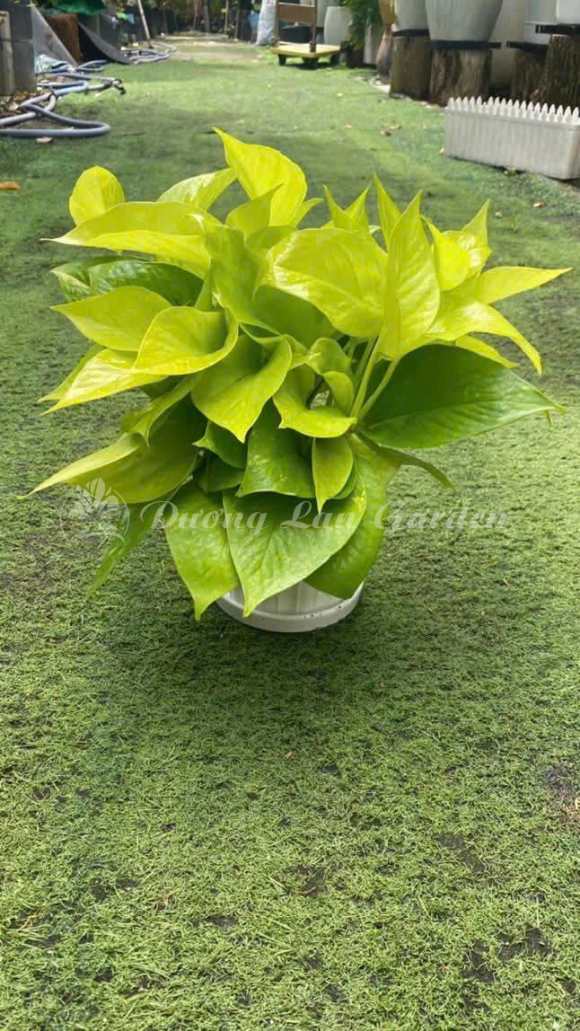 z7275967385789_fd1c67001aa50f63ed4b0f546d5f6a3d